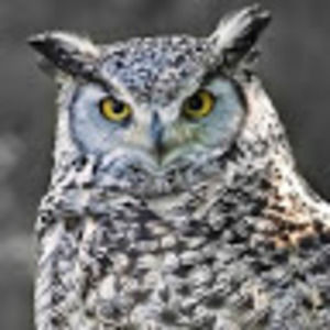 Meet your Posher, Douglas